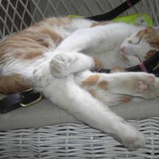 Huskat Basse (R.I.P)