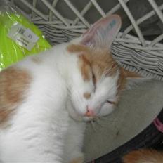 Huskat Basse (R.I.P)