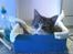 Huskat Whisky