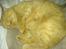Huskat Garfield Hertz - fjollede
