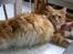Maine Coon Candy (død dec08) - den 1 oktober 2007. snart klar til fødsel