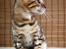 Bengal Purfect Angel - min vackra profil!