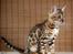 Bengal Purfect Angel - kanske man kan rymma från den här fotograferingen!