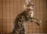 Bengal Purfect Angel - å så jag igen som showar lite!