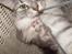 Blanding af racer RIP Cleo  - Gider ikke du tager billeder af mig...