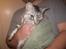 Blanding af racer RIP Cleo  - Min lille druknede kat:o)