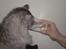 Blanding af racer RIP Cleo  - Man er vel en dannet kat..