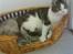 Blanding af racer RIP Cleo  - Sommer 2007: Mere hygge
