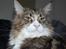 Maine Coon Mocca - Øhh... Heii =)