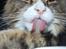 Maine Coon Mocca