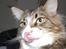 Maine Coon Mocca