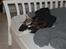 Maine Coon Mocca