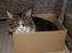 Maine Coon Mocca