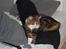 Maine Coon Mocca