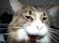 Maine Coon Mocca