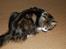 Maine Coon Mocca