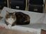 Maine Coon Mocca