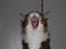 Maine Coon Mocca