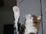 Maine Coon Mocca