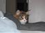 Maine Coon Mocca