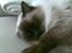 Ragdoll Furby