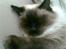 Ragdoll Furby