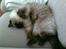 Ragdoll Furby
