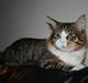 Maine Coon Kato
