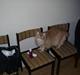 Maine Coon gaffe