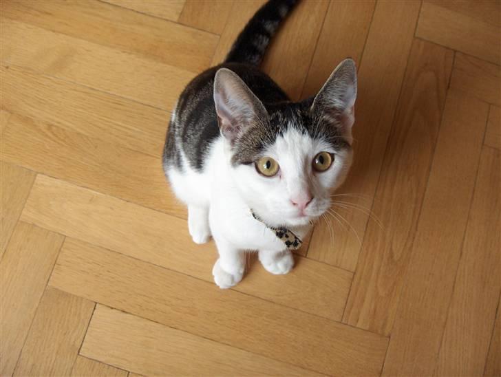 Huskat Katja - katja som lille killing på vej til at angribe kameraet. billede 1