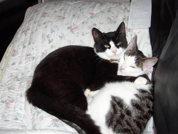 Huskat Katja - Katja med sin søster Kira, der også har en profil på denne side. billede 2