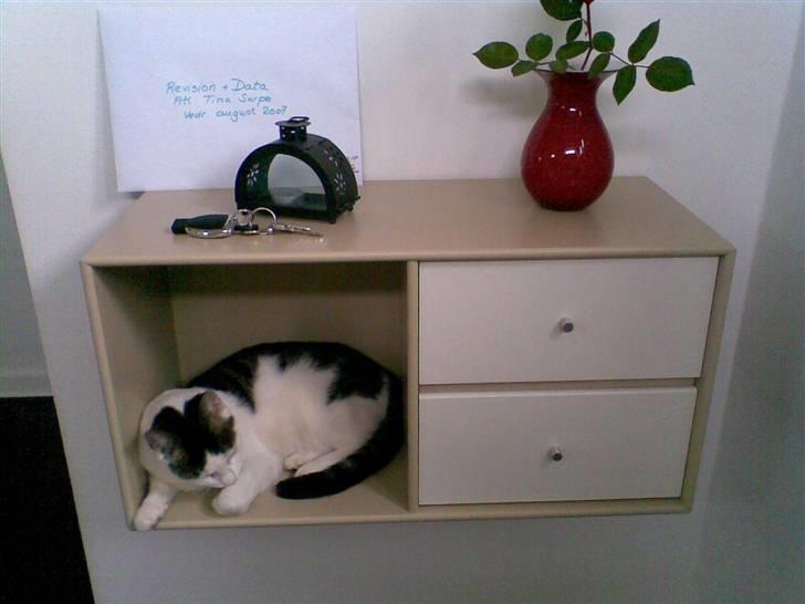 Huskat Katja - Katja er meget uartig og skal helst kravle ind alle vegne. billede 3