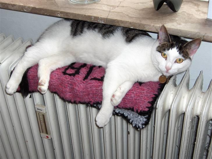 Huskat Katja - Katja valgte selv denne plads så jeg gav den et tæppe at ligge på. billede 4