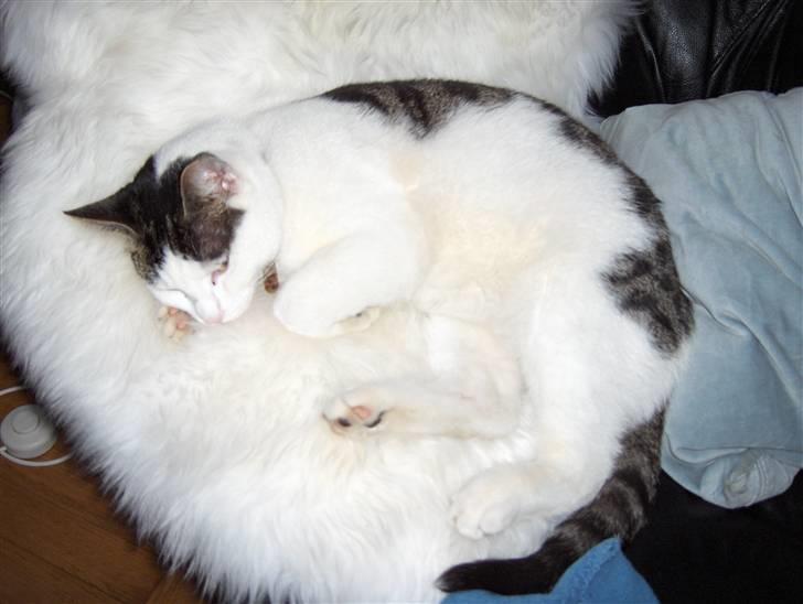 Huskat Katja - Så skal der puttes. billede 5