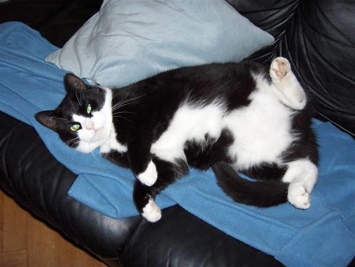 Huskat Kira - Kira lufter lige maven billede 1