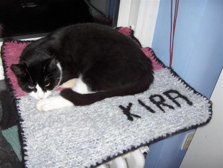 Huskat Kira - En lur i vindueskarmen på sit helt eget tæppe er godt. billede 2