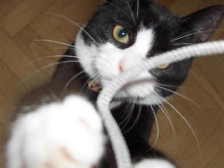 Huskat Kira - Ledninger skal fanges. Sådan er det bare. billede 3