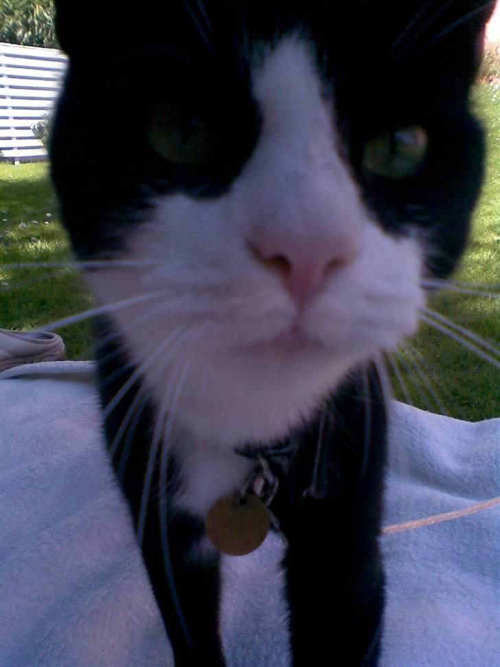 Huskat Kira - Et nærbillede af Kira. billede 4