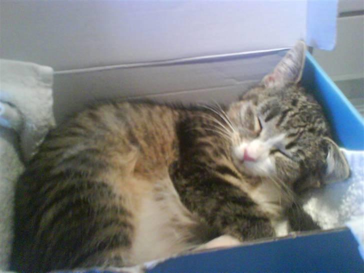 Huskat Whisky billede 12