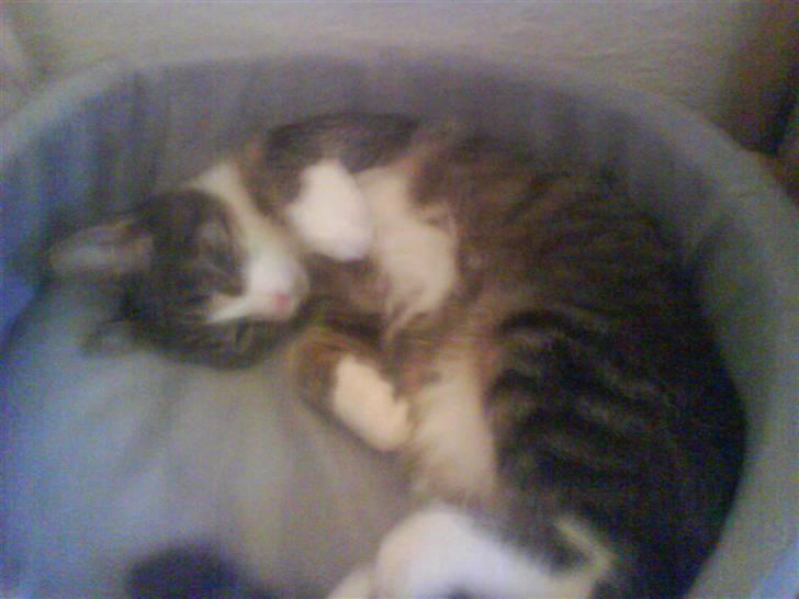 Huskat Whisky billede 13