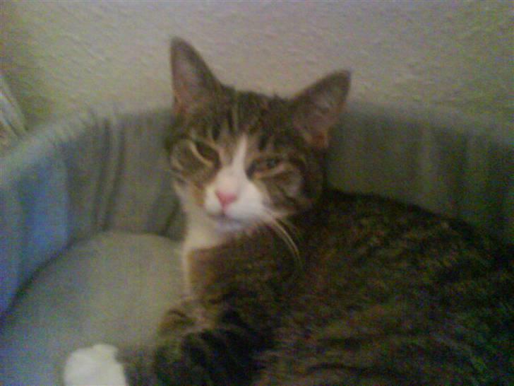 Huskat Whisky billede 14