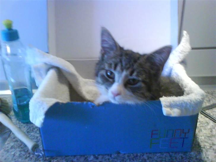 Huskat Whisky billede 15