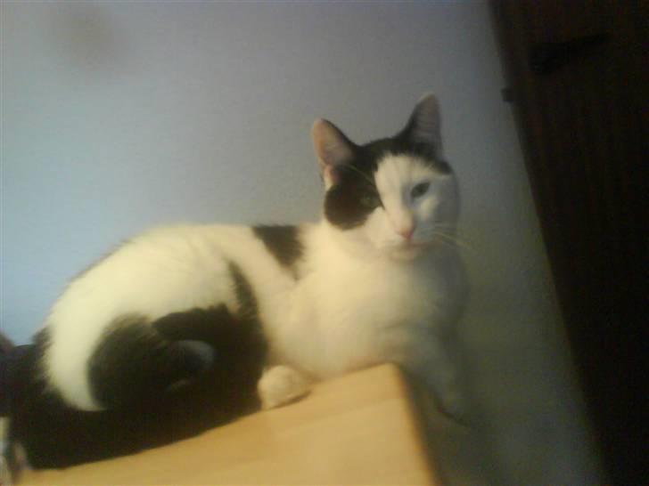 Huskat Putte billede 16