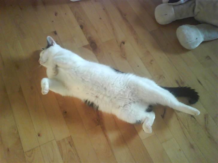 Huskat Putte billede 17