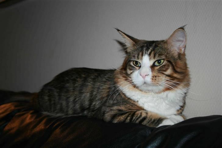 Maine Coon Kato billede 1