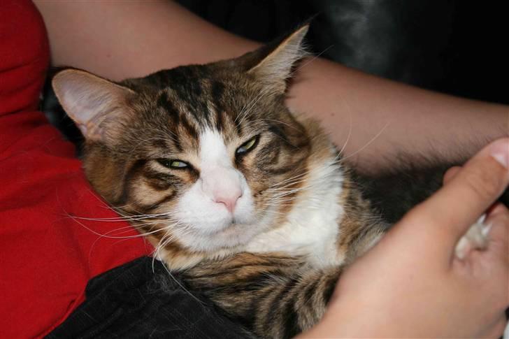 Maine Coon Kato billede 2