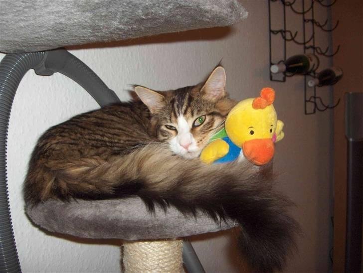 Maine Coon Kato billede 3