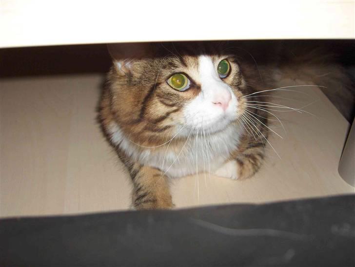 Maine Coon Kato billede 4