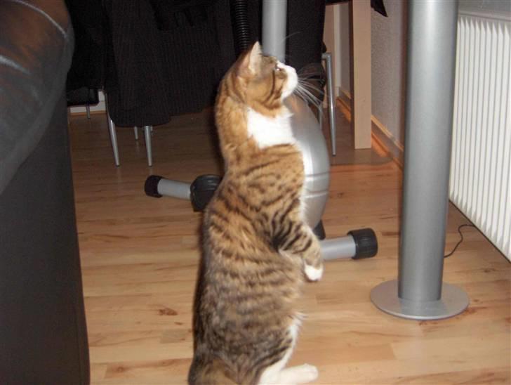 Maine Coon Kato billede 6