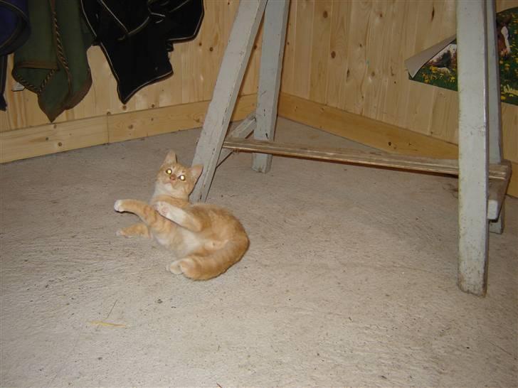 Blanding af racer Alfred - d; billede 10